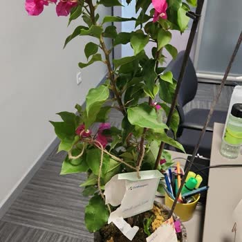 Çiçek Sepeti Aldığım Begonvil Siparişi Sıkıntısı