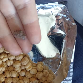 Çerezya Leblebinin İçinden Taş Çıkması