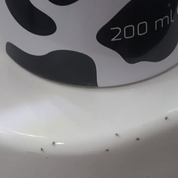 Bee Beauty Aldığım Ürünün Böceklenmesi