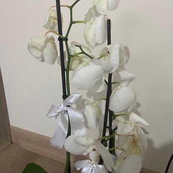 Çiçek Aldığına, Çiçek Sepeti Tarafından Pişman Edilen Tüketici.