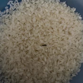 Duru Bulgur Pirinç Kurtlu