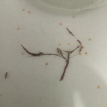 Tukaş Bezelyeden Kıl Çıktı🤮🤮