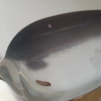 Filiz Makarnadan Kurt Çıktı