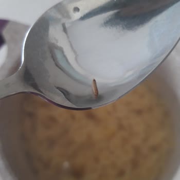 Filiz Makarnadan Kurt Çıktı