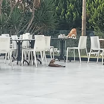 Jolly Tur - Casa Del Sole Otel Kuşadası Mağduriyeti😡
