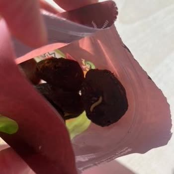 BİM Gün Kurusu Kayısı İçinden Kurt Çıktı