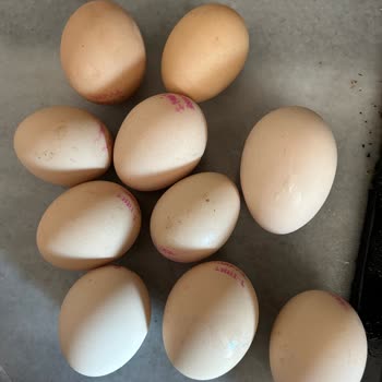 Ovalyum Yumurta Küçük Ebat!