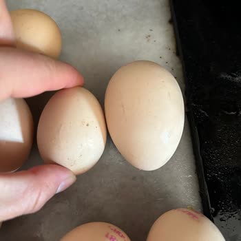 Ovalyum Yumurta Küçük Ebat!