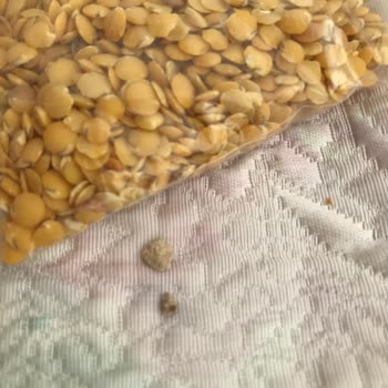 Makarna Lütfen Sarı Mercimek İçinden Taşlar Çıktı