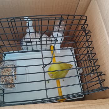 YHT (Yüksek Hızlı Tren) Evcil Hayvan İçin Bilet Alma Zorunluluğu!