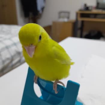 YHT (Yüksek Hızlı Tren) Evcil Hayvan İçin Bilet Alma Zorunluluğu!