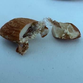 Migros Kurtlu Çiğ Badem