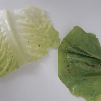 Ora Lahmacun Kıbrıs Şehitleri Temizlik Sorunu