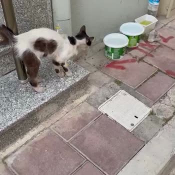 Karşıyaka Belediyesi Karşıyaka Belediye Veterineri Kedileri Uyutup Öldürüyorlar