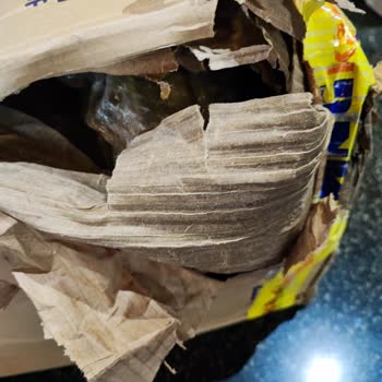 Amazon Patlak Gelen Koli
