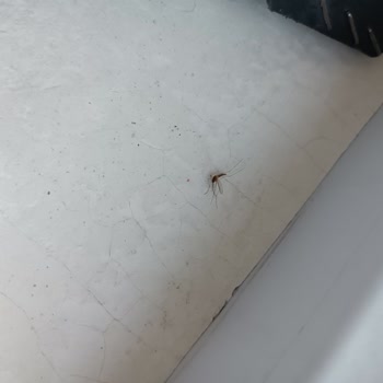 ABB - Ankara Büyükşehir Belediyesi Sivri Sineklerle Dolu Apartmanda Çözüm İstiyorum