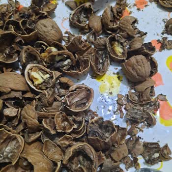 Şok Marketler Ayıplı ve Çürümüş Ceviz Satışı