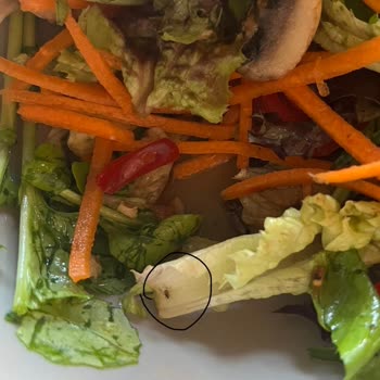 Big Mammas Salatada Böcek