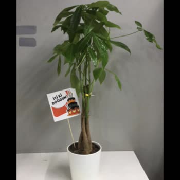 Çiçek Sepeti Uygulaması Gerçek Siparişi Değil Farklı Ürün Gönderiyor