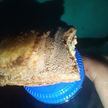 Küflü Şölen Marka Nutymax