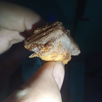 Küflü Şölen Marka Nutymax