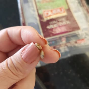 Duru Bakliyat Böcekli Yeşil Mercimek