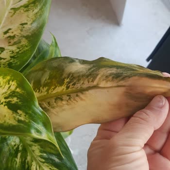 ÇiçekSepeti Solmuş Çiçek Gönderdi