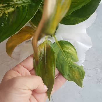 ÇiçekSepeti Solmuş Çiçek Gönderdi