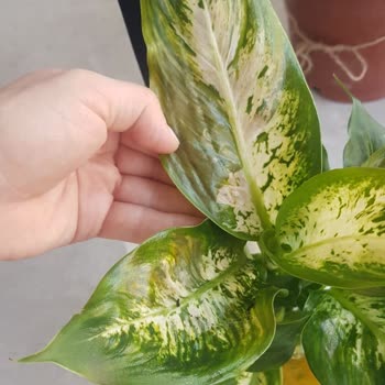 ÇiçekSepeti Solmuş Çiçek Gönderdi