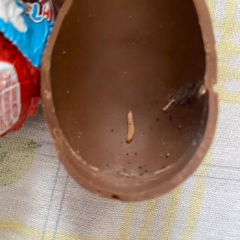 Ozmo Sürpriz Yumurtanın İçinden Kurt Çıktı