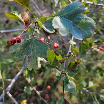E-fidancım Sipariş Edilenler Gelen Fidanların Alakası Yok