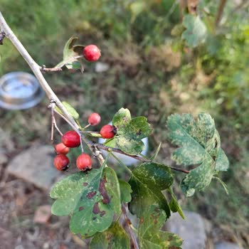 E-fidancım Sipariş Edilenler Gelen Fidanların Alakası Yok