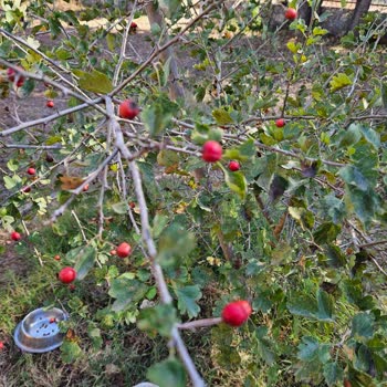 E-fidancım Sipariş Edilenler Gelen Fidanların Alakası Yok