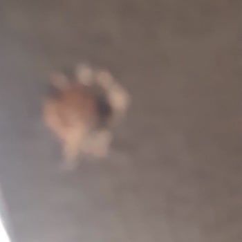 Ahs Mobilya Ve Halı Defolu, İkinci El Ürün Gönderiliyor!