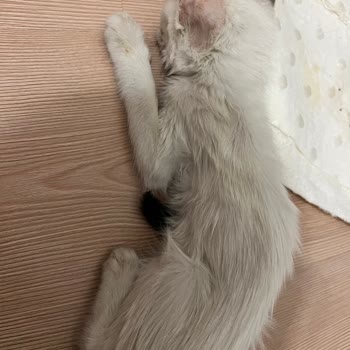 Gaziosmanpaşa Belediyesi Hasta Kedi, Yetersiz Bakım Ve Tedavi