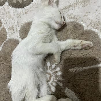 Gaziosmanpaşa Belediyesi Hasta Kedi, Yetersiz Bakım Ve Tedavi