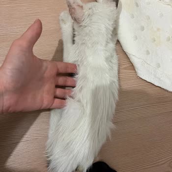 Gaziosmanpaşa Belediyesi Hasta Kedi, Yetersiz Bakım Ve Tedavi