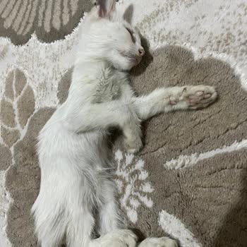 Gaziosmanpaşa Belediyesi Hasta Kedi, Yetersiz Bakım Ve Tedavi