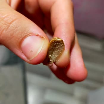 Çerezya Fıstık Mağduriyeti