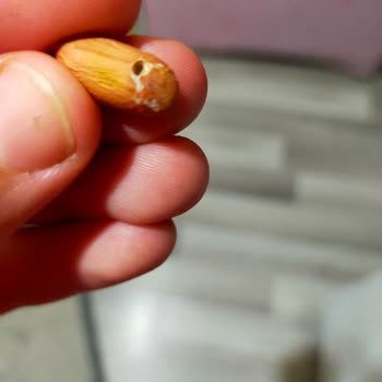 Çerezya Fıstık Mağduriyeti