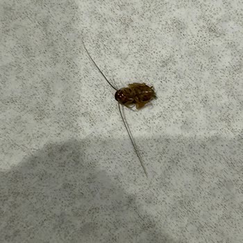 Blue Bay Platinum Otel Otel Odası Böcekli