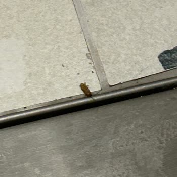 Blue Bay Platinum Otel Otel Odası Böcekli