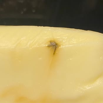 Sütaş Peynirden Sinek Çıktı