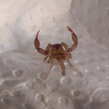 İBB - İstanbul Büyükşehir Belediyesi Akrepler Haşereler Böcekler