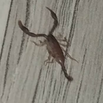 İBB - İstanbul Büyükşehir Belediyesi Akrepler Haşereler Böcekler