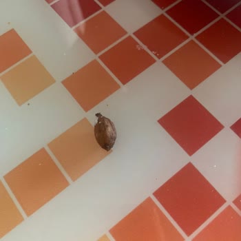 Kellogg's Coco Pops Mısır Gevreğinin İçinden Çıkan Değişik Cisim!