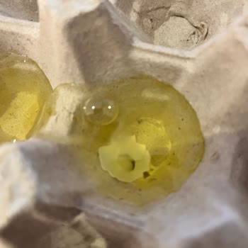 Enver Ağa Yumurta Koliye Yapışan Yumurtalar Sorunu