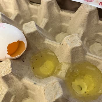 Enver Ağa Yumurta Koliye Yapışan Yumurtalar Sorunu