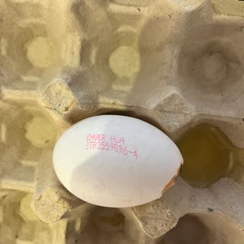 Enver Ağa Yumurta Koliye Yapışan Yumurtalar Sorunu