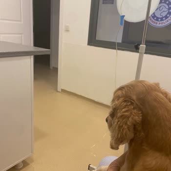 Monalisa Köpek Oteli Köpeğimin Otelde Hastalık Kapması Ve İhmalkarlıklar